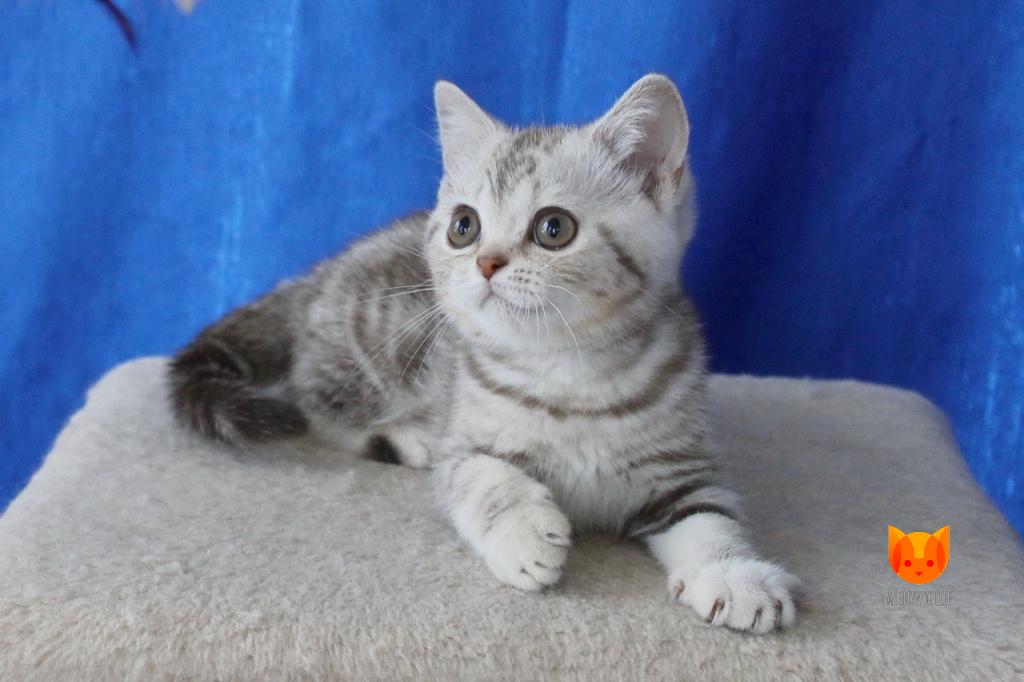 Angelina Jolie MeowClub *BY